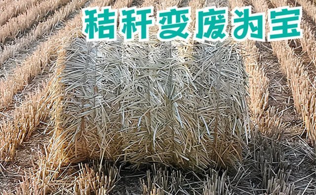 廣德市“菜桿桿”成“金桿桿”  破秸稈處理困局
